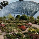 Adelaide Botanic Gardens