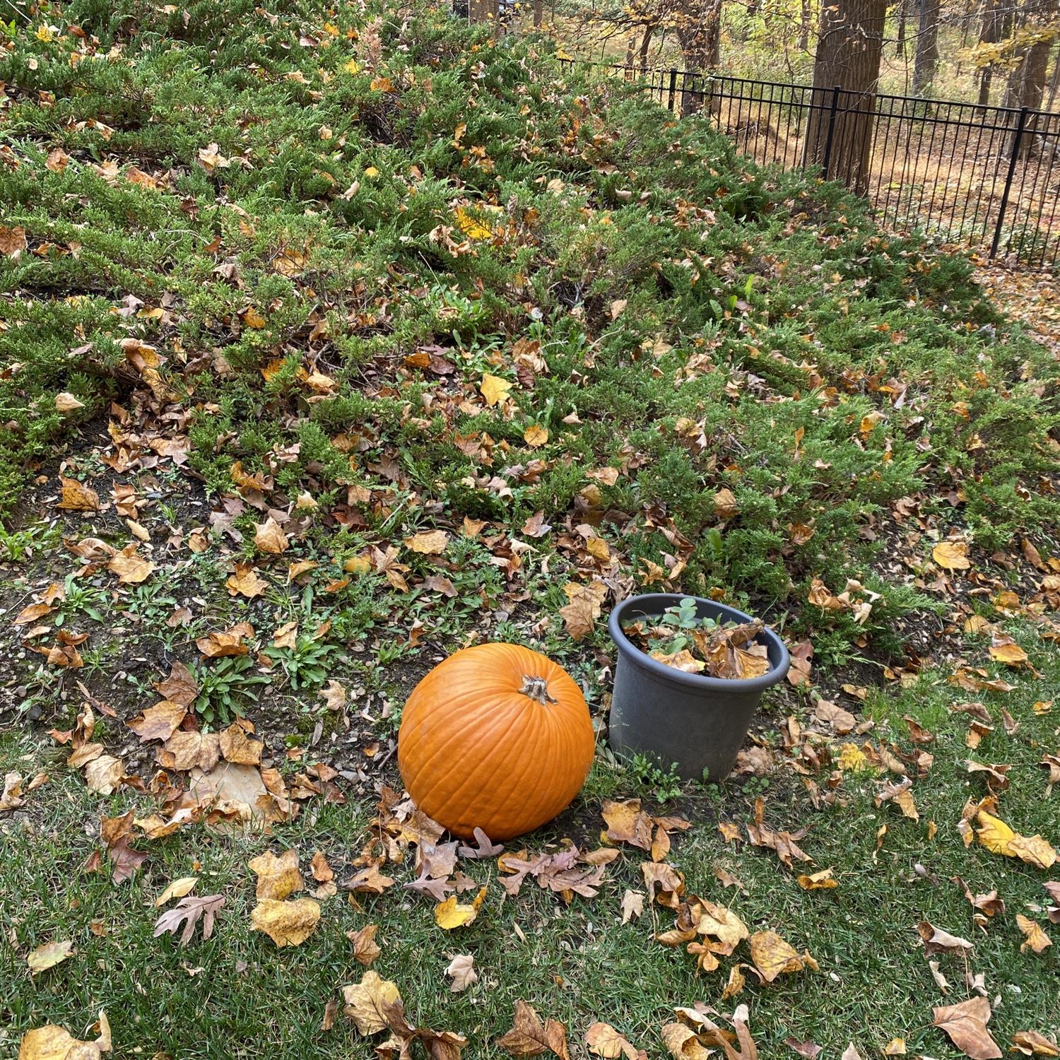 The pumpkin Mike won me at Riamede Farm apple picking on our fourth date.