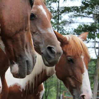 Horseback Riding & Wine Tasting Day Trip