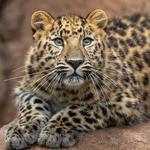 San Diego Zoo