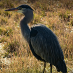 Nisqually National Wildlife Refuge Service Trail
