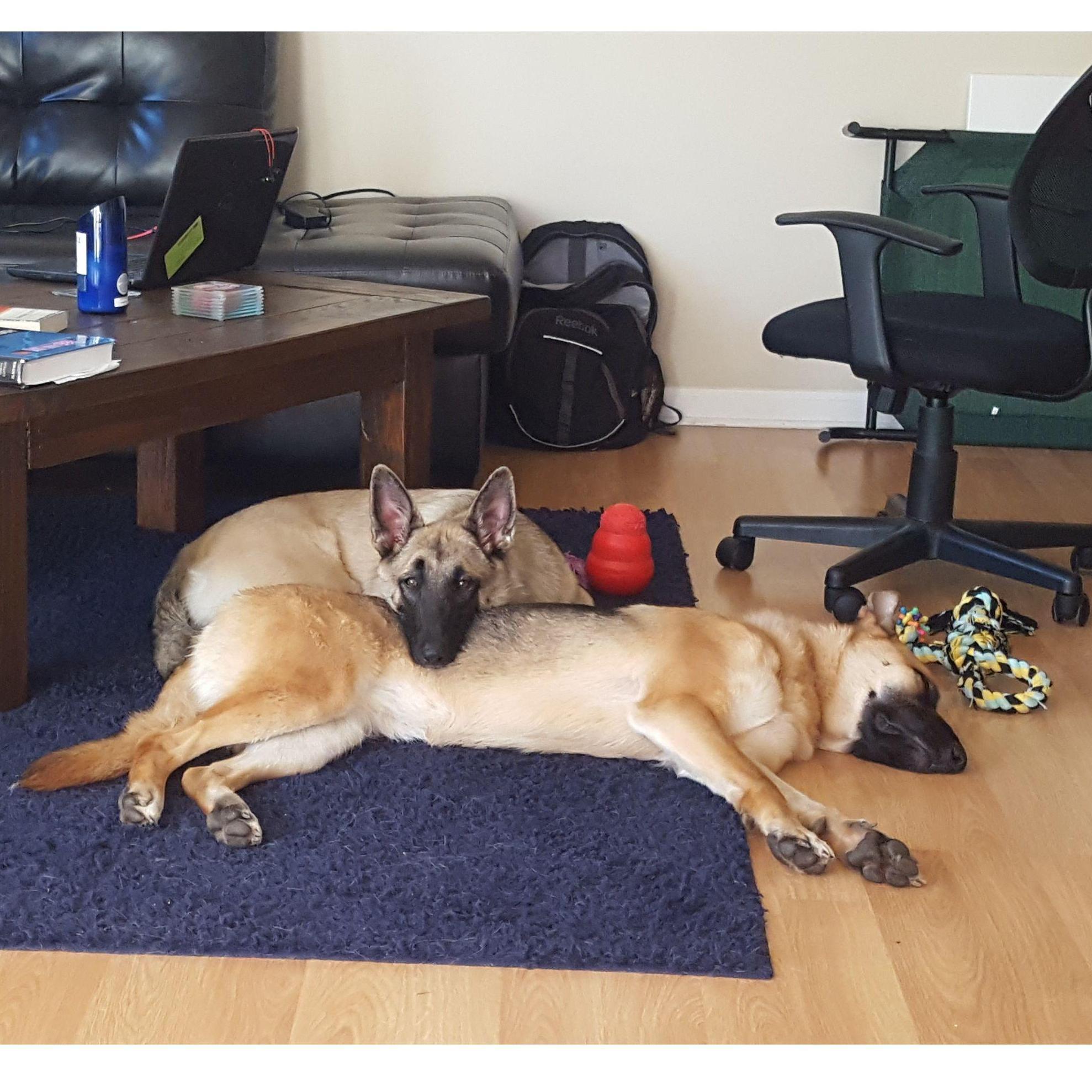 Two of our three pups, Dixie and Kaia, during early medical school