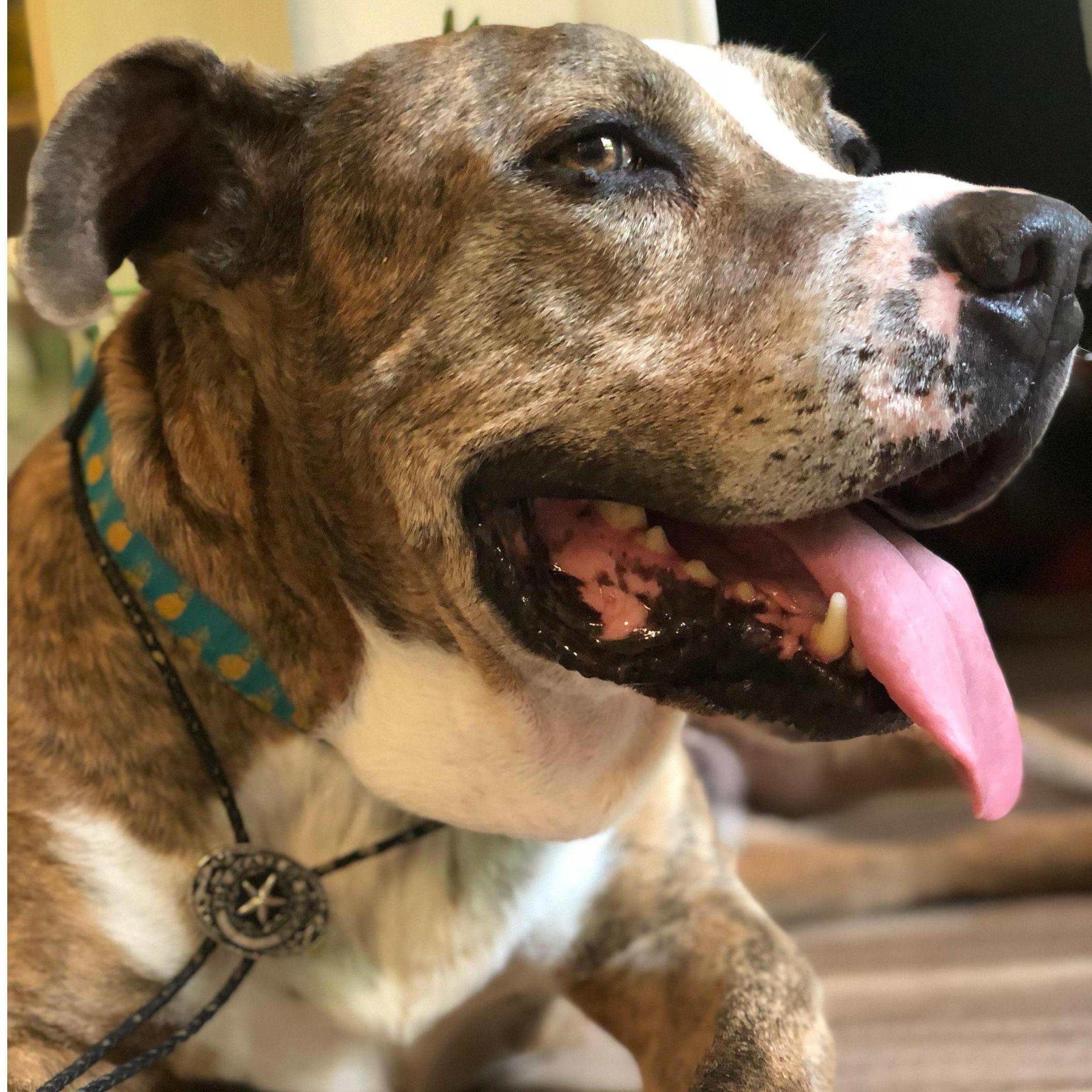 Sherriff Dingus aka Chopper our foster "failure"