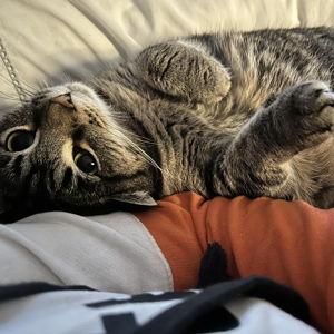 Year's Supply Of Pet Treats