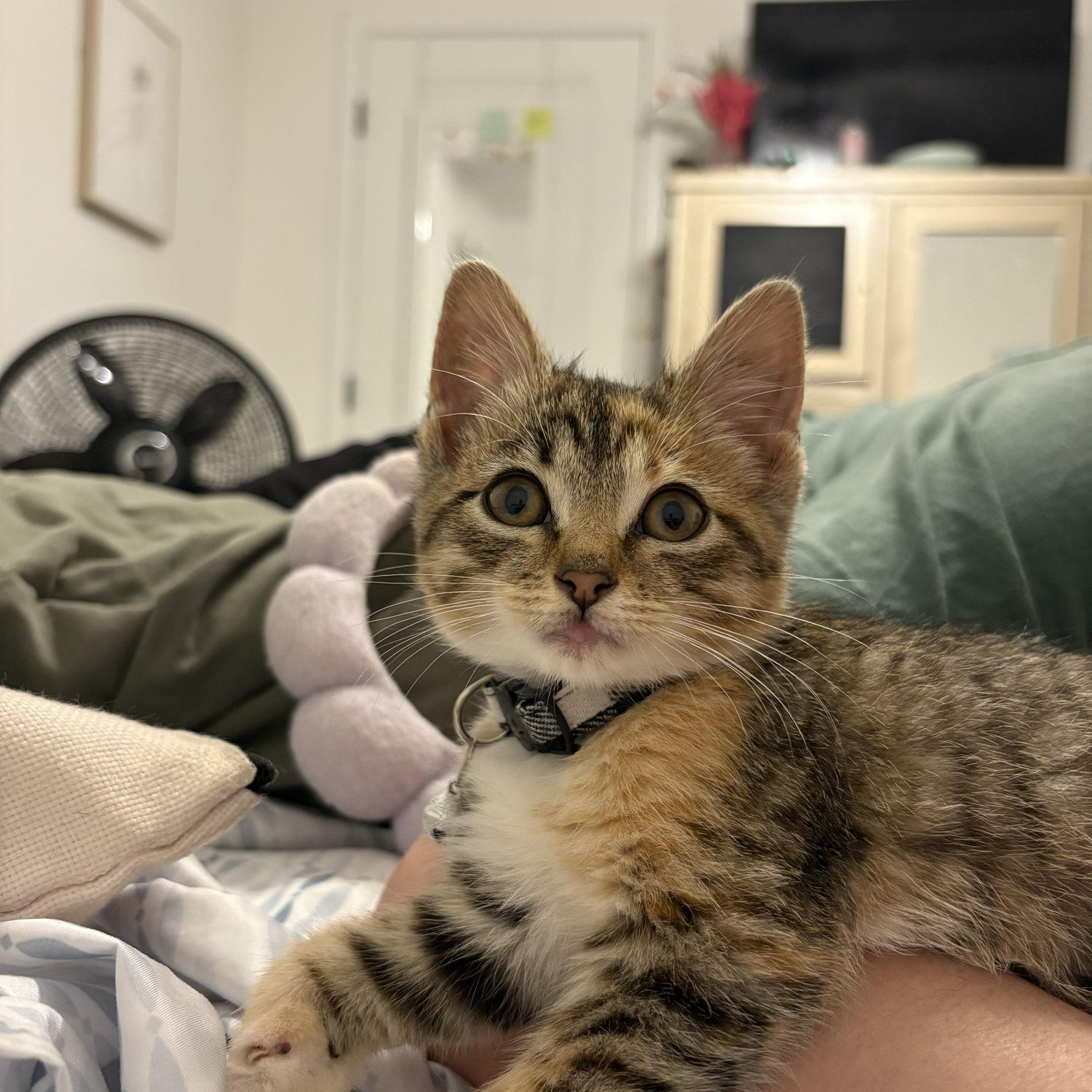 Our sweet Potato