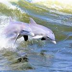 Hilton Head Dolphin Cruise