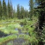 Sawtooth National Forest
