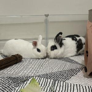 Dottie and Trapper Fund