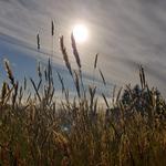 Crex Meadows Wildlife Area