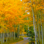 Fall Color Drives