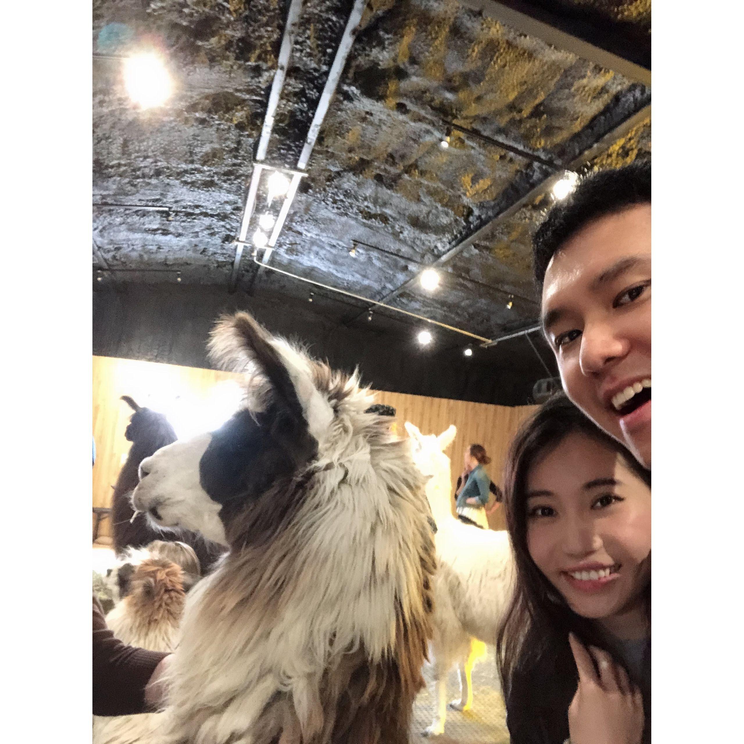 2019: Throughout our long-distance relationship, we planned fun trips to spots in between SF and Toronto - like the ShangriLlama in Texas