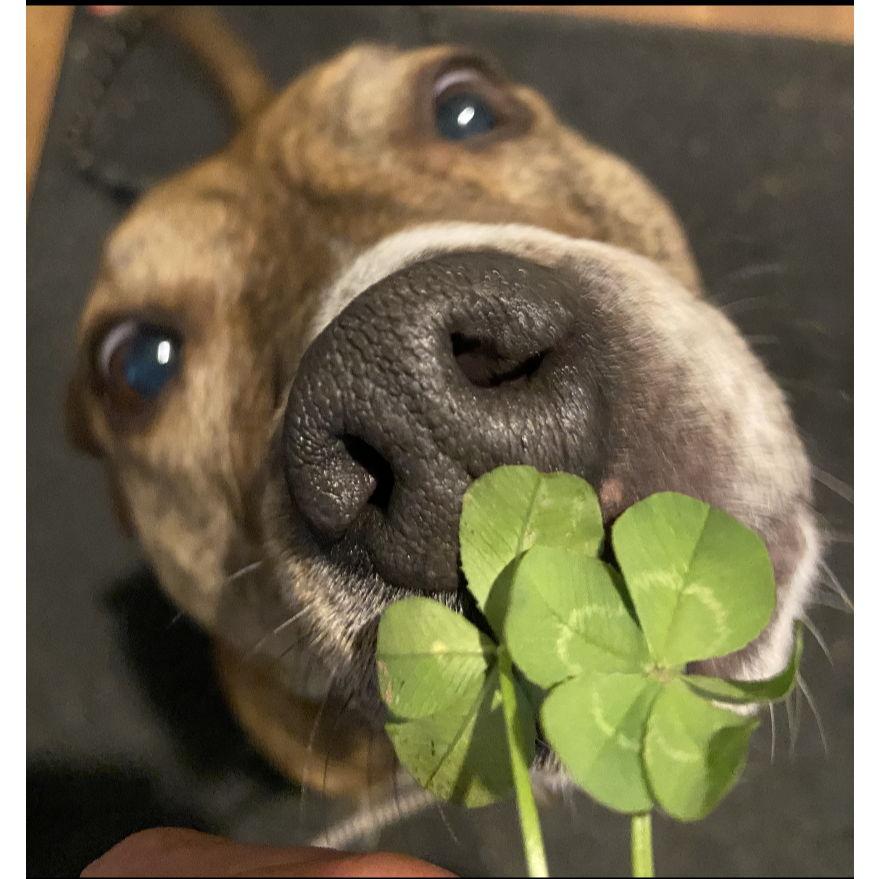 Another one of Molly Bean! She truly was our lucky girl. 🍀