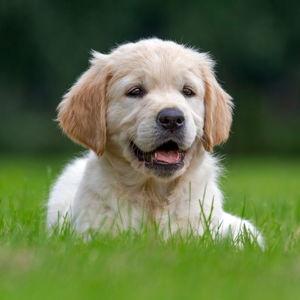 New Pet Fund