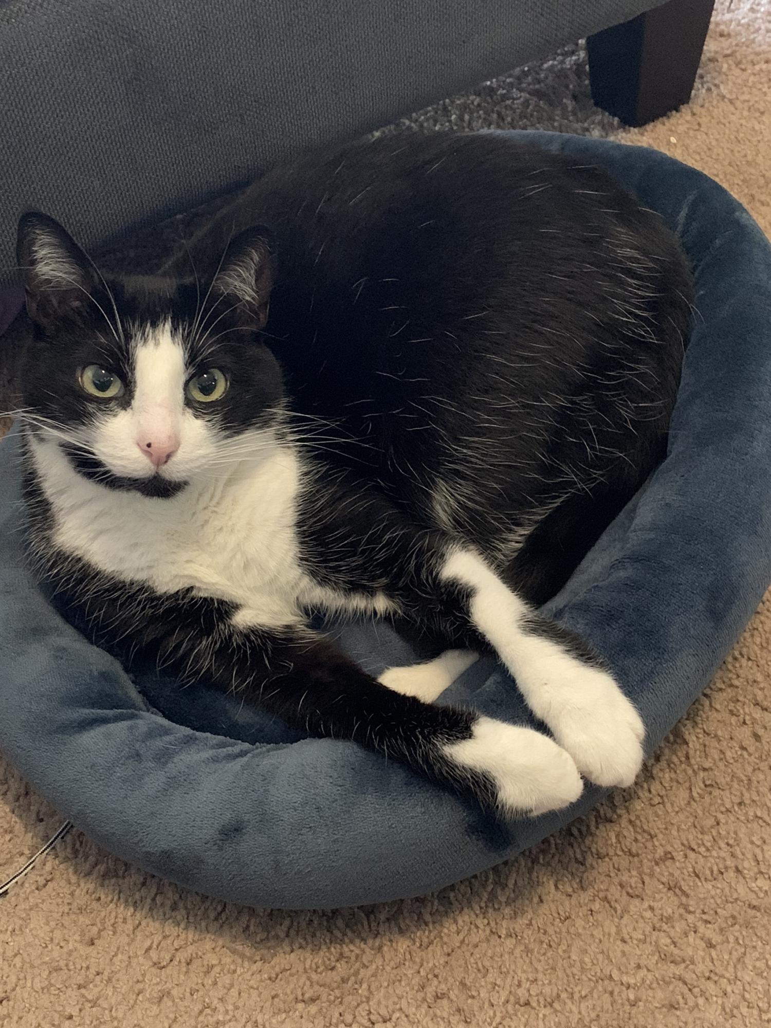 Our cat Paco