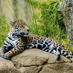 Birmingham Zoo