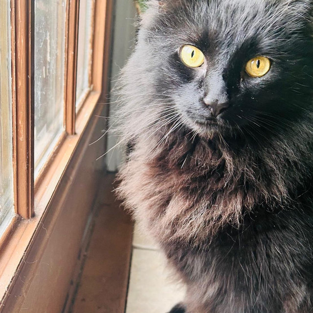 Matcha has needs too! ♥️🐈‍⬛