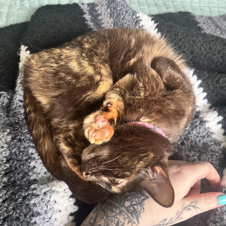 Annemarie's cat, Gilly, loves attention and cuddles!