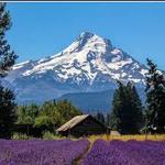 Lavender Valley