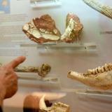 Museum of Natural History of the Maremma