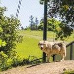 Oakland Zoo