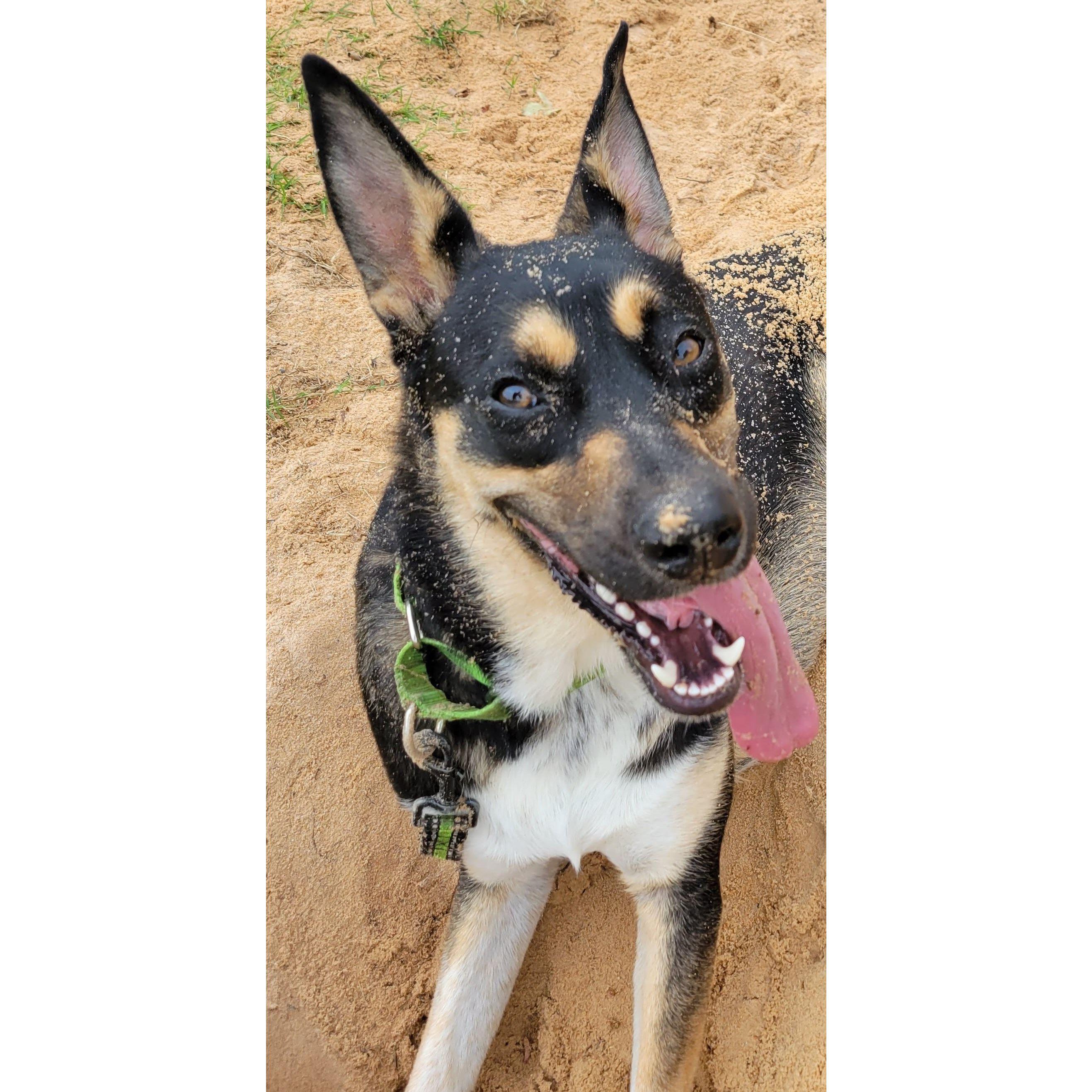 Bok Choy the Good Boy