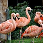 Flamingo Las Vegas