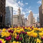 Magnificent Mile