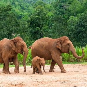 Elephant Experience On Our Honeymoon In Thailand