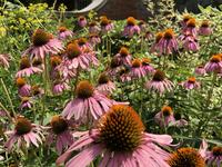 Lewis Ginter Botanical Garden