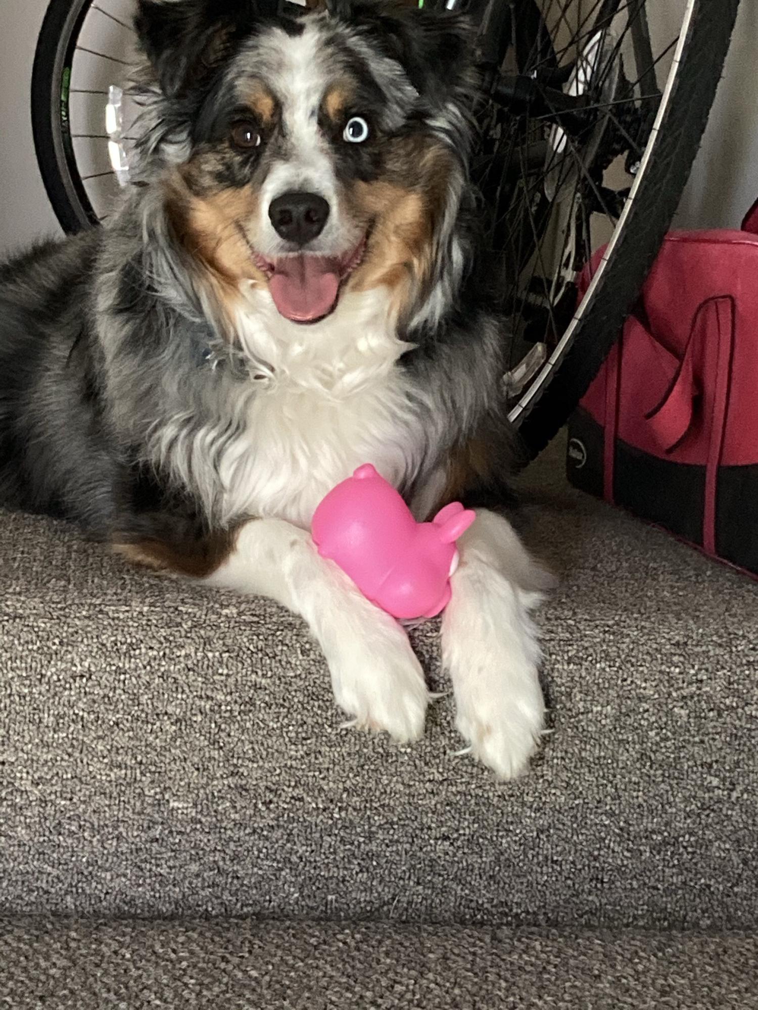 Because he’s part of the family and proposed that I be his furever mommy