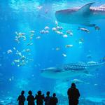 Georgia Aquarium