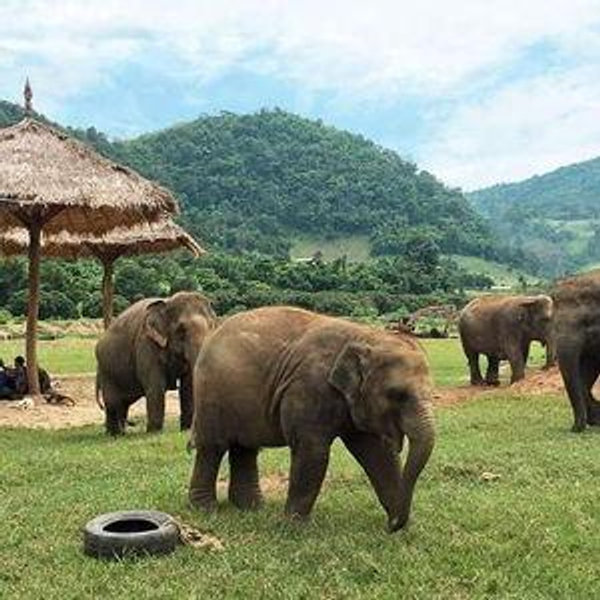 Elephant Sanctuary on Our Honeymoon