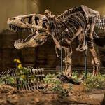 Carnegie Museum of Natural History