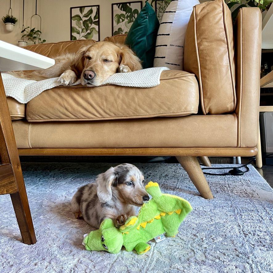 Became even more obsessed with our dogs than we already were. The photos from this time are endless, and the photos of us together really start to take a hit after this.