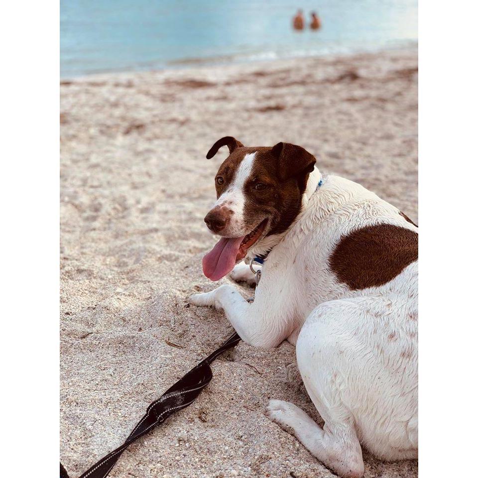 Our doggo Jackson ❤️