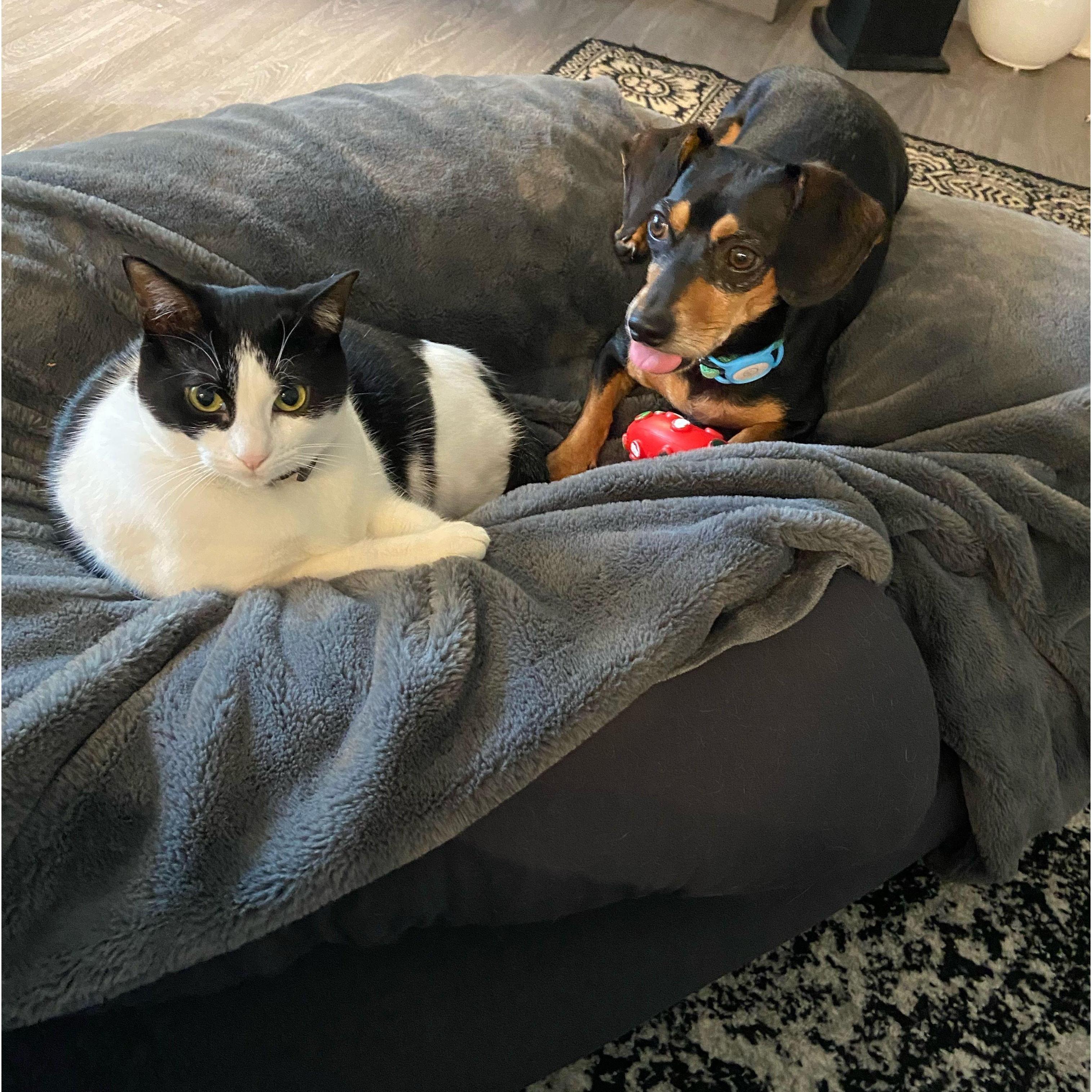 Fur babies #1 (Crystal the cat) and #2 (Donut the dog)