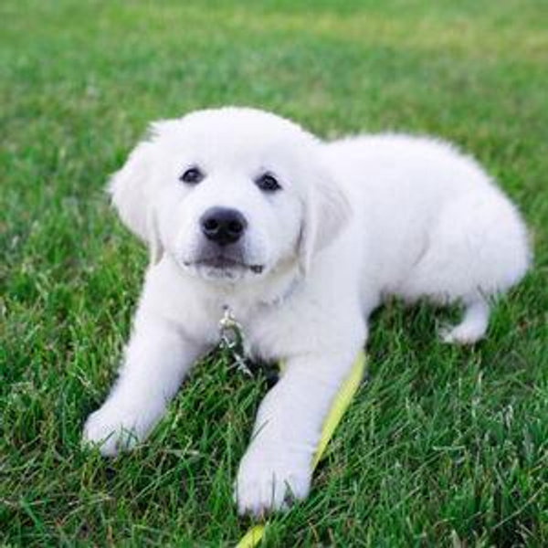 Puppy Fund