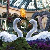 Bellagio Conservatory & Botanical Gardens