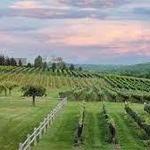 Sunset Meadow Vineyards