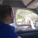 Natural Bridge Caverns and Wildlife Ranch