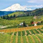 Hood River Valley Wineries & Cideries Tour