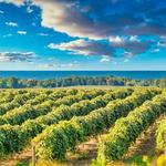 Lake Erie Wine Tour