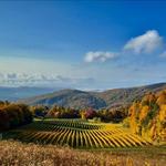 Burntshirt Vineyard