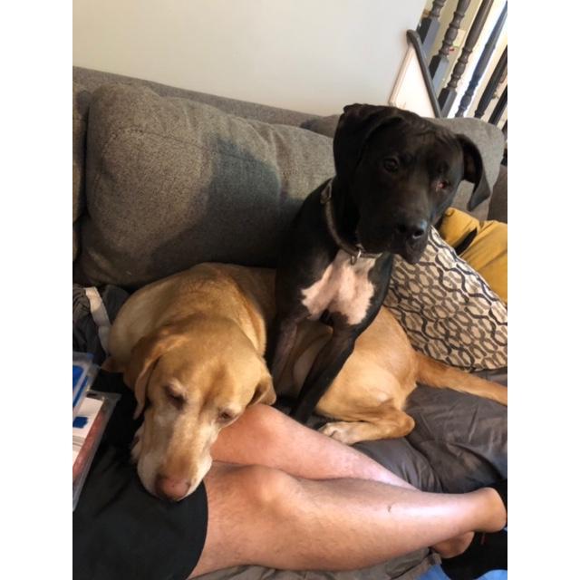 these dogs are part of our crazy family