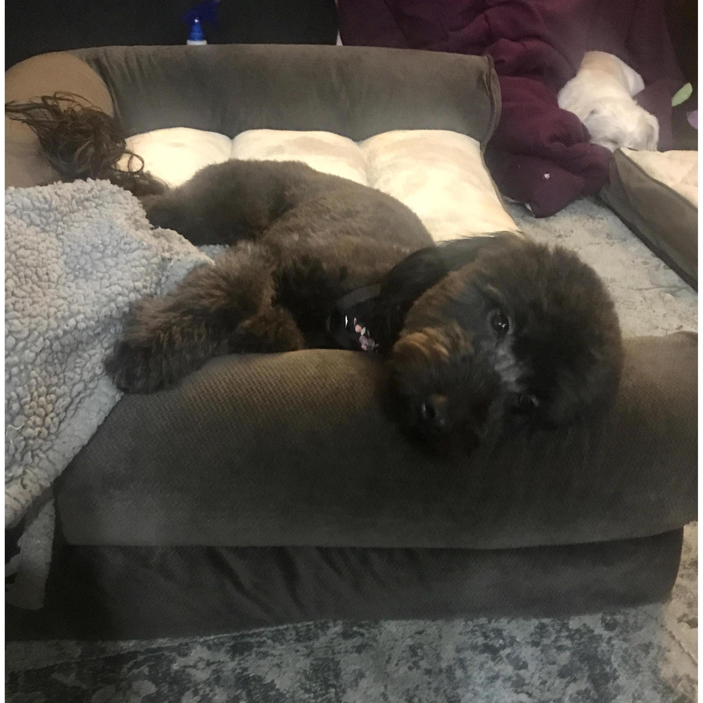 Our fur baby