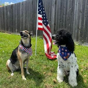 Pet Sitter to our Angels for our Honeymoon