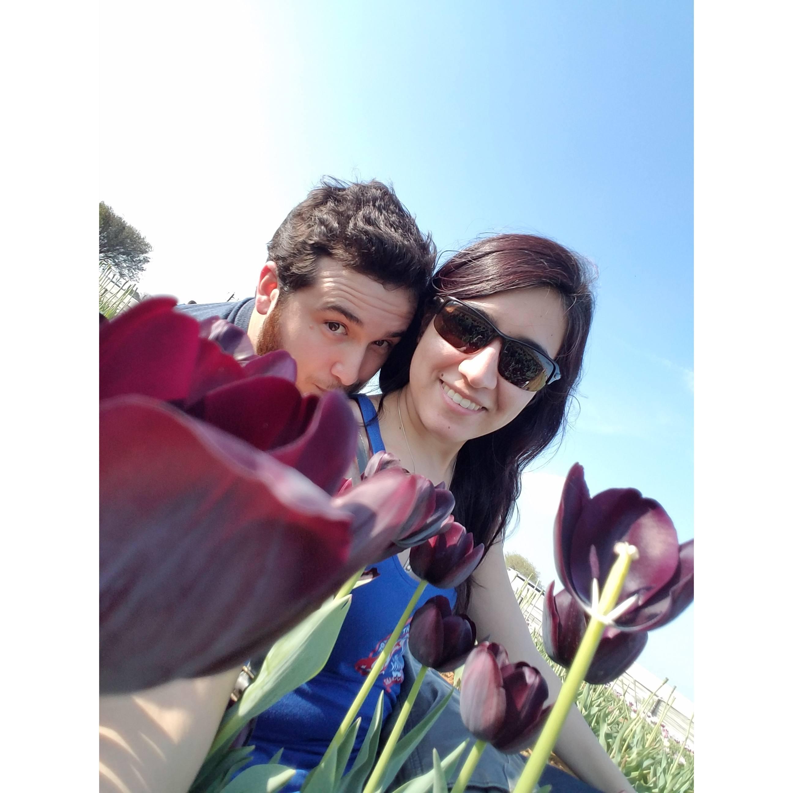 Tulip farm