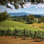 Wine Tasting