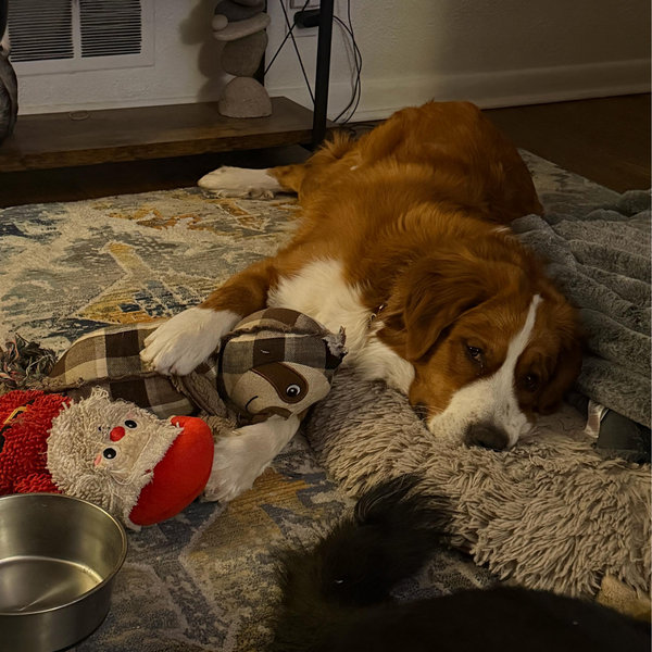 Gordon and Luna Pet Toy Fund