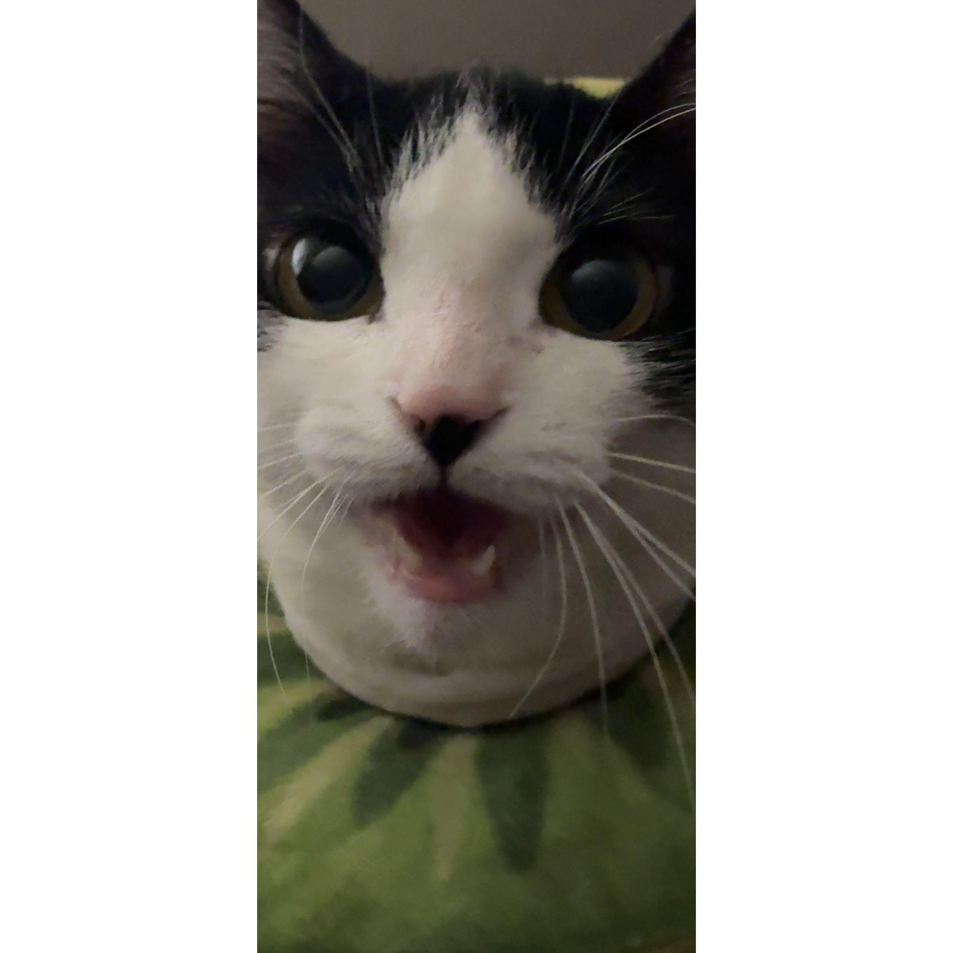 Meow